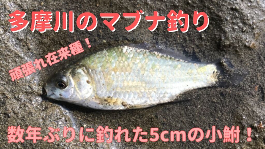 久しぶりに多摩川で小鮒が釣れてくれて鮒の繁殖を確認しました! | Fishing & Aquarium