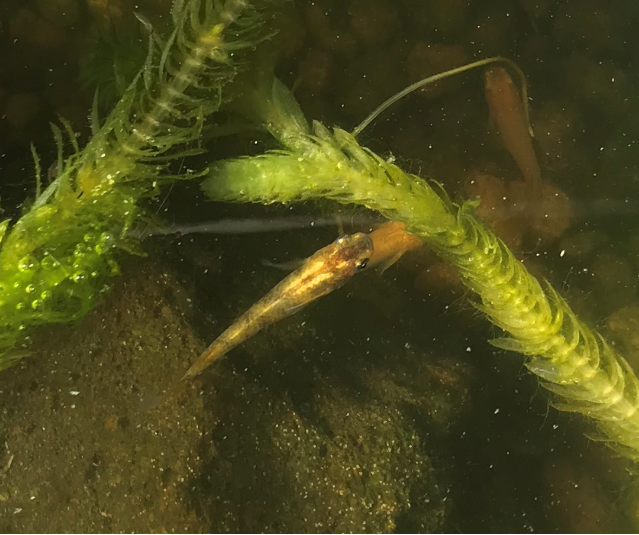 ヒメダカと楊貴妃メダカだけの環境でいつの間にか存在していたブチ柄のメダカ