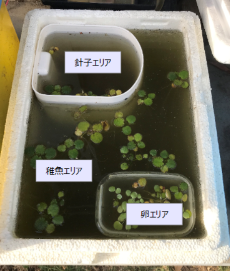 メダカの赤ちゃんである針子は採卵した卵を専用にビオトープに移動させて育てています