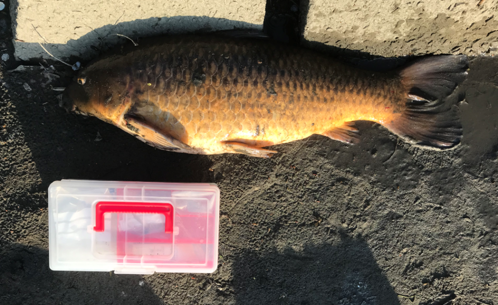 吸い込み仕掛けで釣れた多摩川の鯉