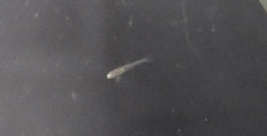 ニッポンバラタナゴの稚魚　浮上したての様子