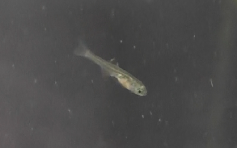 ニッポンバラタナゴの稚魚　浮上4日目　背びれに黒い模様あり