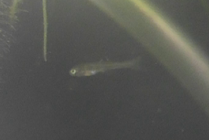 ニッポンバラタナゴの稚魚　浮上5日目　泳ぎも素早い