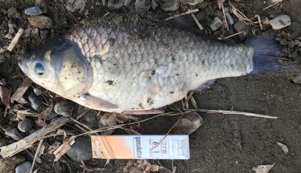 多摩川のジャリ穴くじら池で釣りあげた尺を超えるヘラブナ
