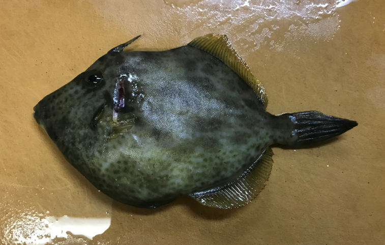 三崎港 投げカワハギ釣り 21cm