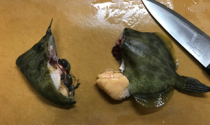 三崎港での投げカワハギ釣りで釣れた抱卵したカワハギ