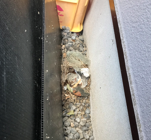住宅街の庭先で発見したネズミの巣