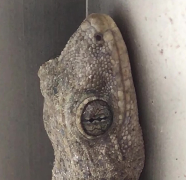 夜行性のニホンヤモリの目