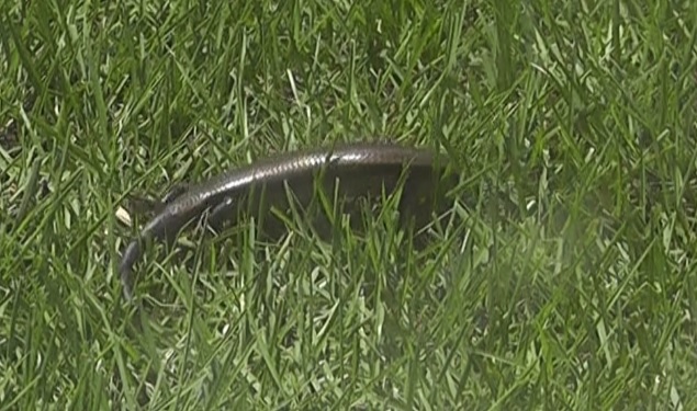 芝生に顔を突っ込んで餌を探すニホントカゲ