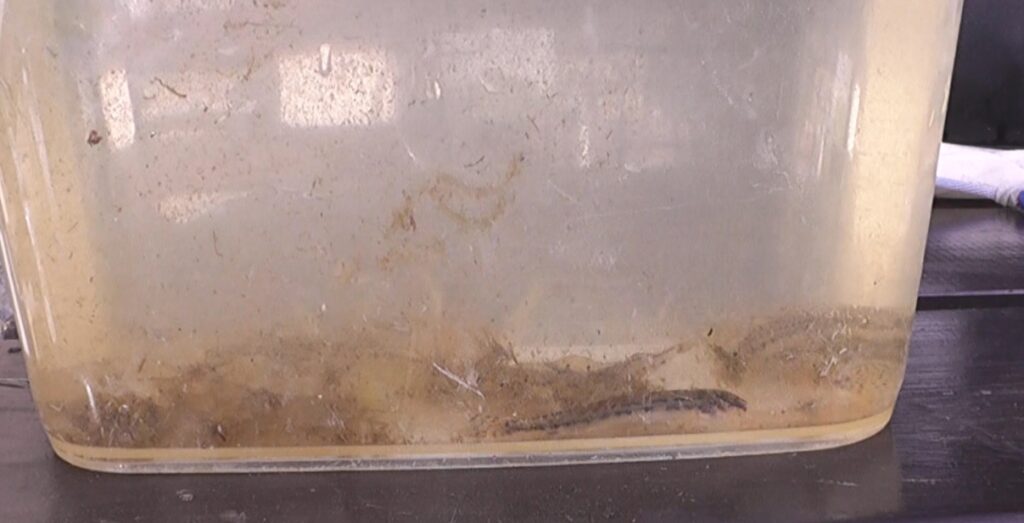 川でガサガサして捕獲してきたシマドジョウとヌマエビ