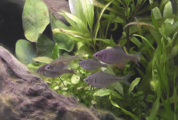 我が家の室内水槽で飼育しているニッポンバラタナゴ