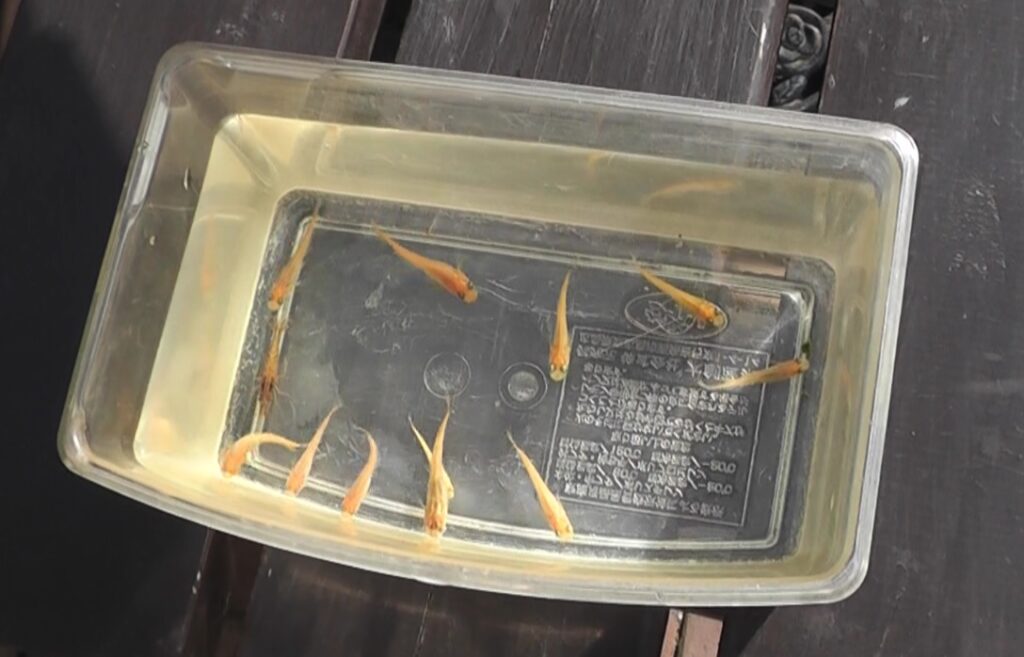 越冬したメダカを捕獲して別の容器に移す