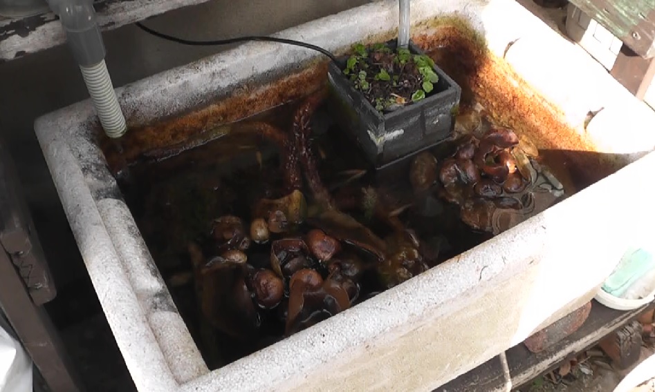 越冬したメダカビオトープはコケまみれだがメダカは元気に泳いています