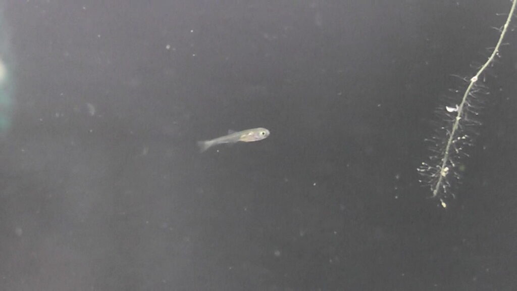 浮上したばかりのニッポンバラタナゴの稚魚