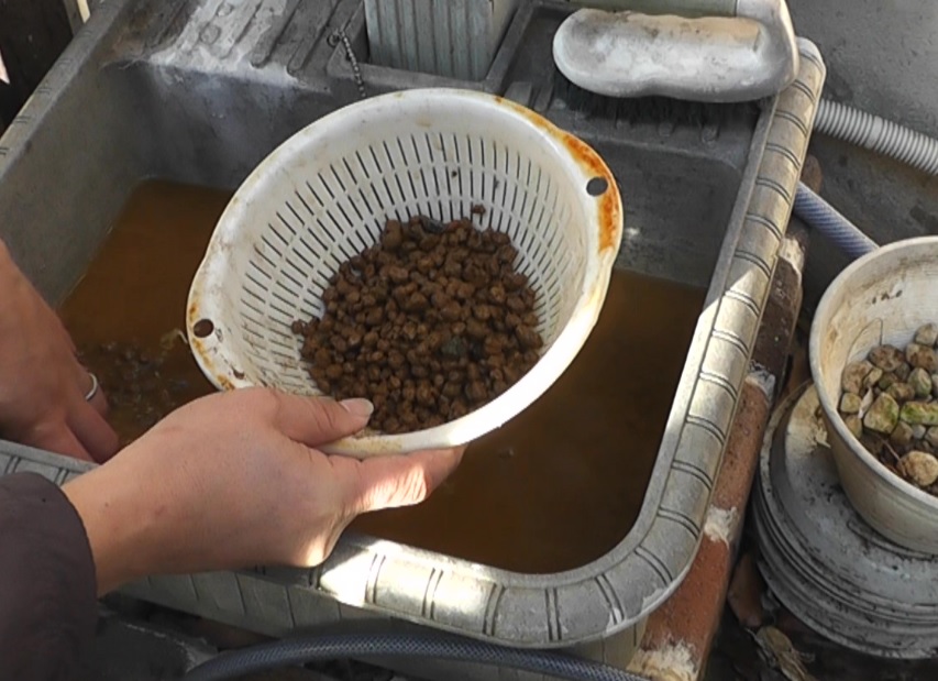 底面ろ過フィルターにろ材として使用する赤玉土を軽く洗います