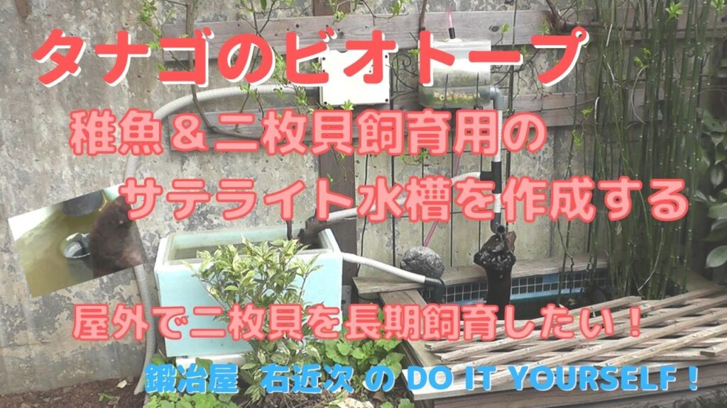 アクアリウム－タナゴの稚魚・二枚貝飼育用屋外サテライト水槽