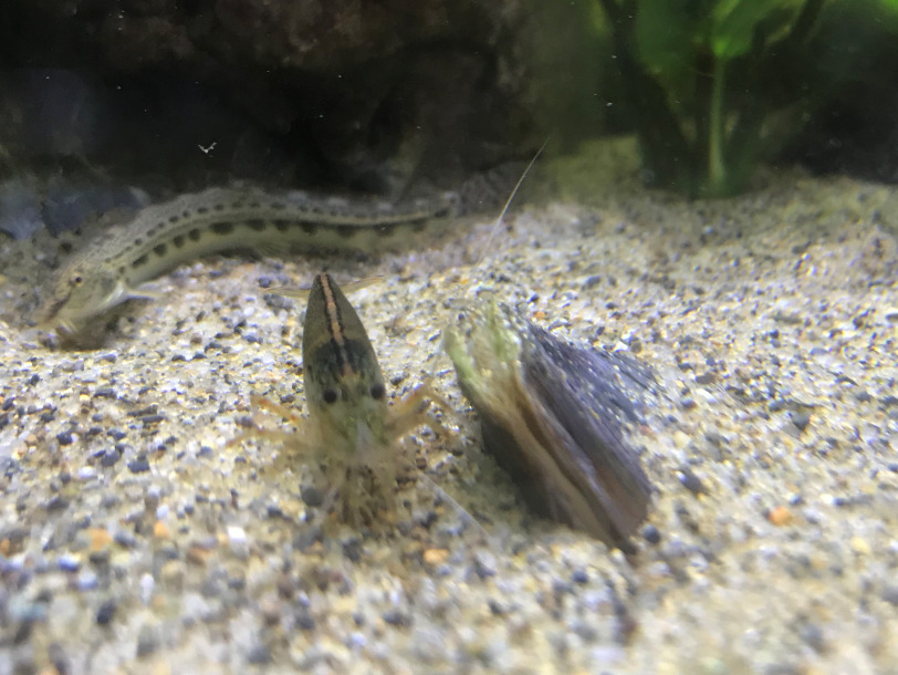 タナゴの産卵床となるドブガイなどの二枚貝は砂や泥に潜って生活する