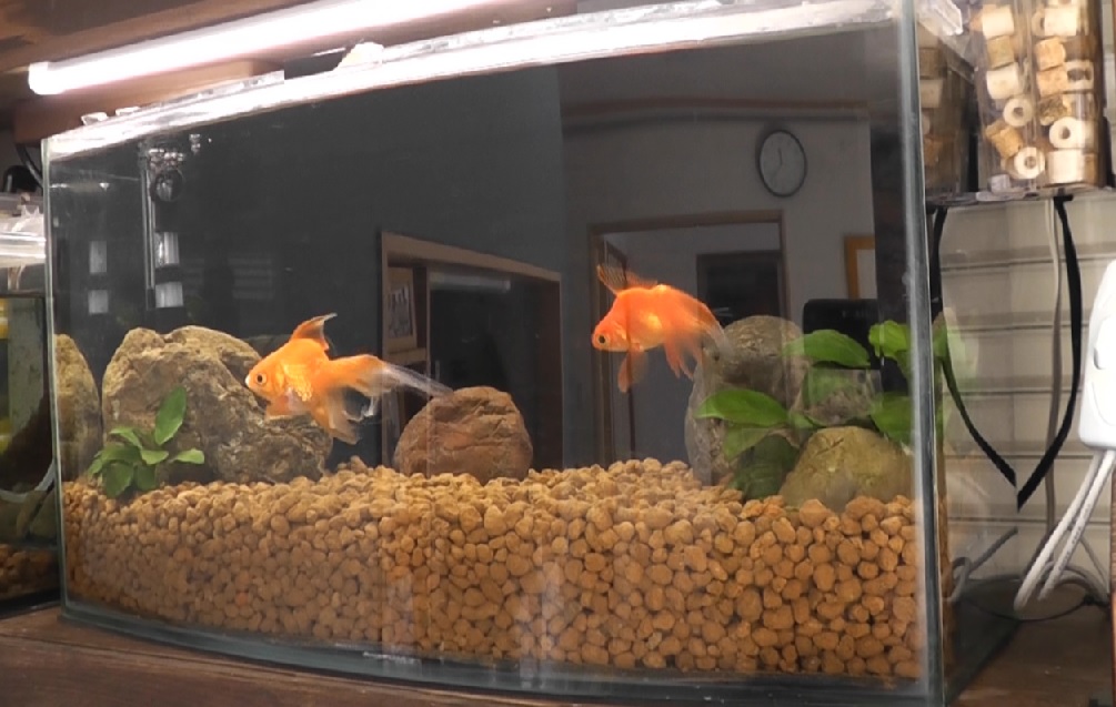 自作の底面ろ過フィルターを備えた金魚水槽が完成し生体を投入