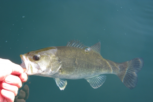 特定外来生物に指定されているブラックバス