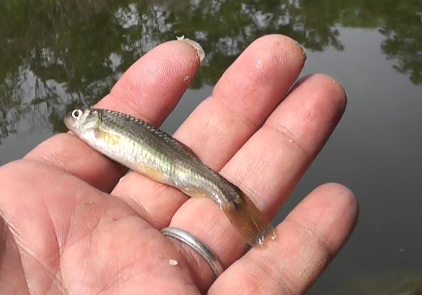 今年の初釣果はカワムツ