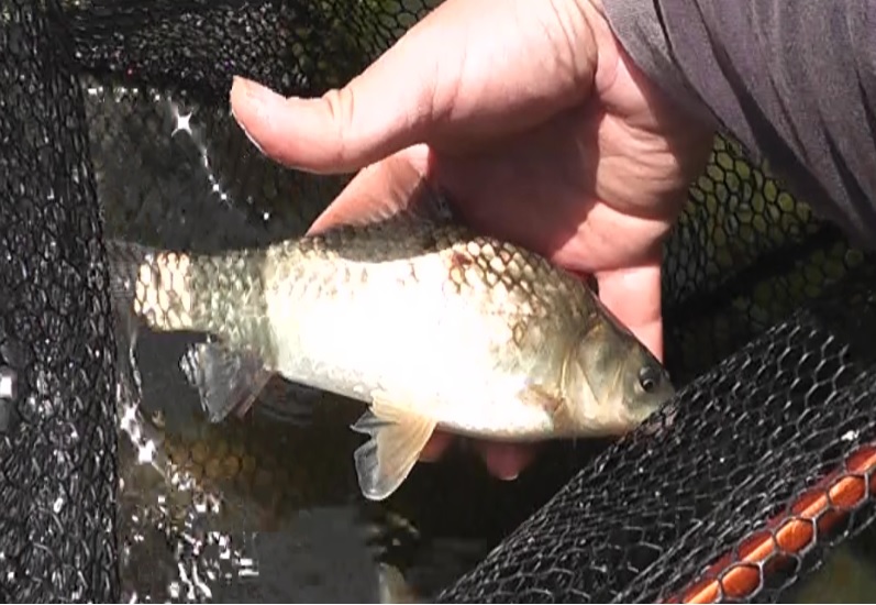 吸い込み仕掛けにかかった20cmくらいのマブナ（ギンブナ）