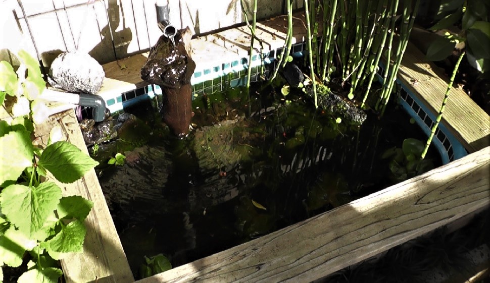 タナゴビオトープの魚飛び出し防止用の蓋は周囲の木枠