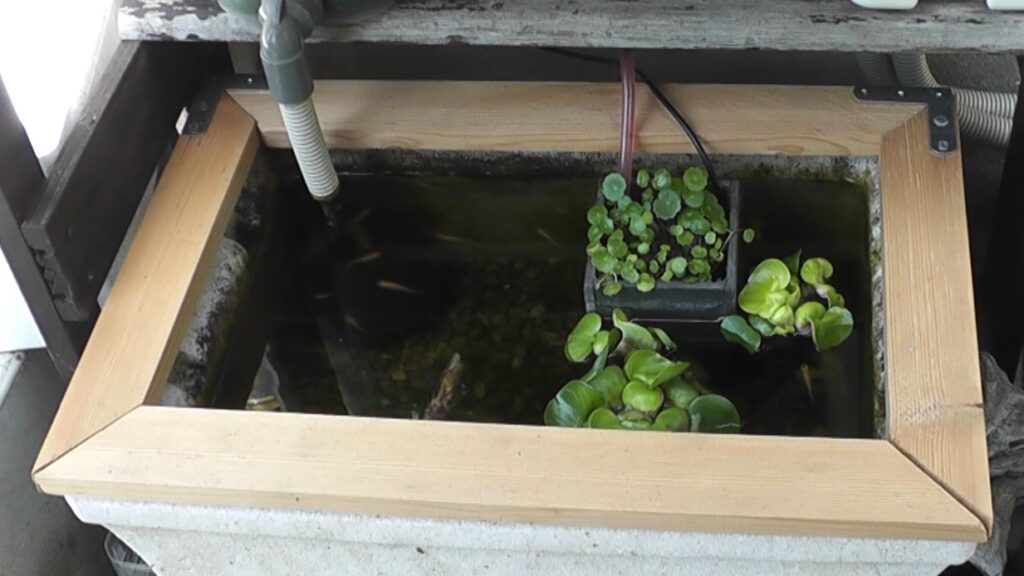 メダカビオトープのシマドジョウのために設置した魚飛び出し防止用の蓋は周囲の木枠