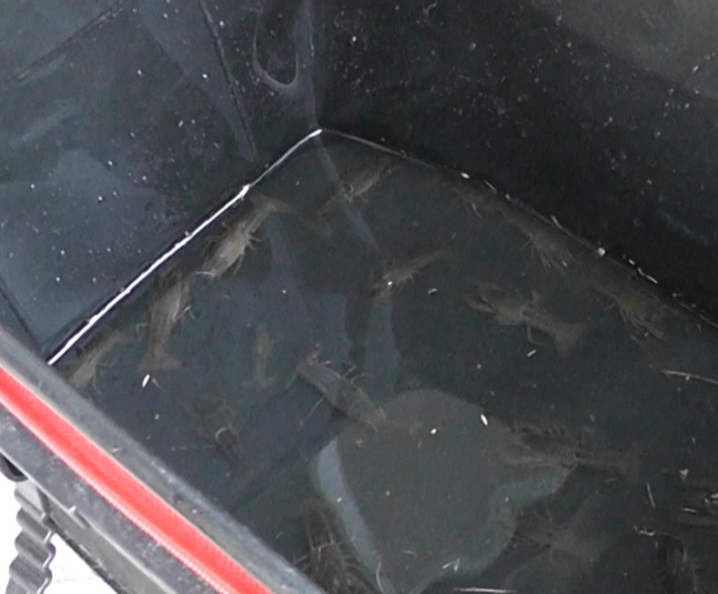 うなぎ釣りの餌用に大量に採集した小さめのザリガニ