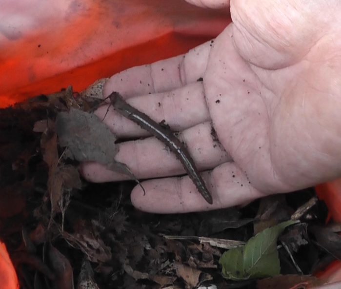 うなぎ釣りの万能餌となるドバミミズは腐葉土の中から採集する