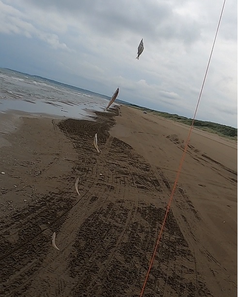 どんより曇った大雨前の石川県千里浜海岸で釣れたキスの４点掛け