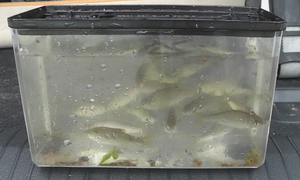 大雨の石川県の用水路で釣れたヤリタナゴ