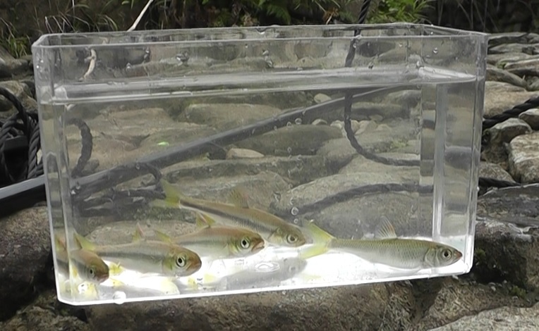 多摩川水系谷地川でタナゴ仕掛けと黄ねり（黄身練り）で釣ったカワムツとオイカワ