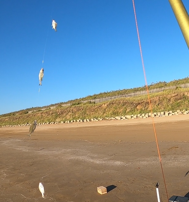 石川県千里浜海岸で釣れた黒鯛（クロダイ）の幼魚の４点掛け