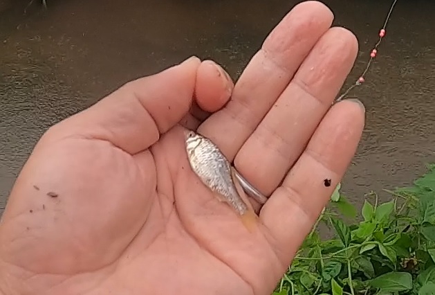 ４年ぶりのタナゴ釣りで釣れてきた小さめのヤリタナゴ