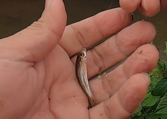タナゴ釣りで流心から釣れてきた流線型のお魚