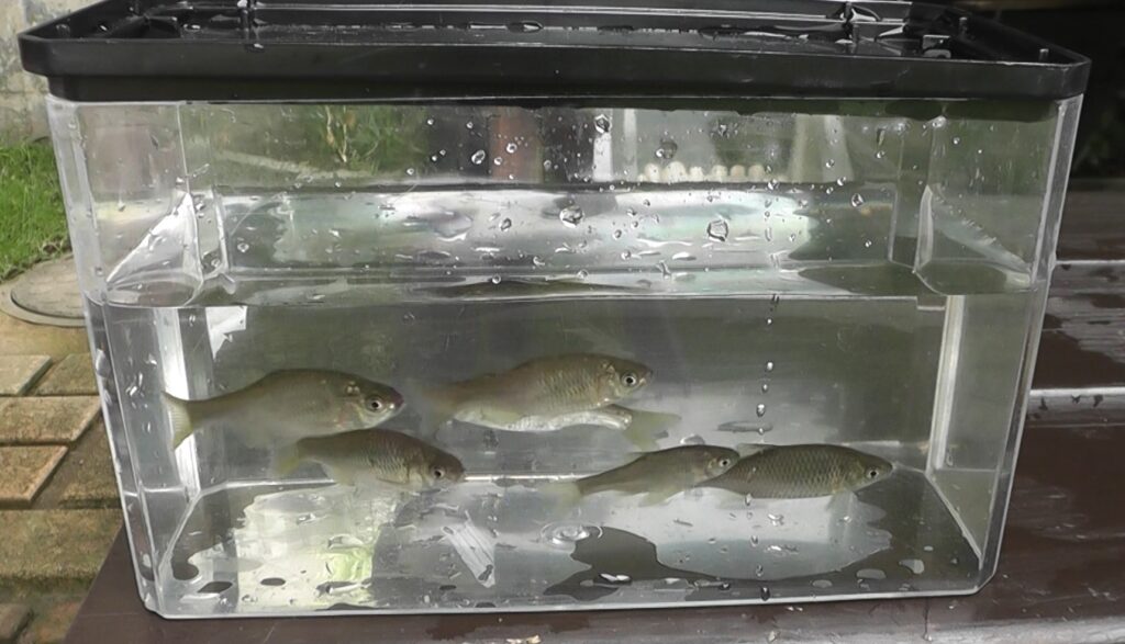 タナゴ釣りで釣り上げたヤリタナゴを少し持ち帰って飼育する