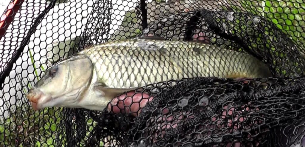 多摩川拝島橋上流のジャリ穴で釣れる鯉は30cmを超えるとヒキが楽しい