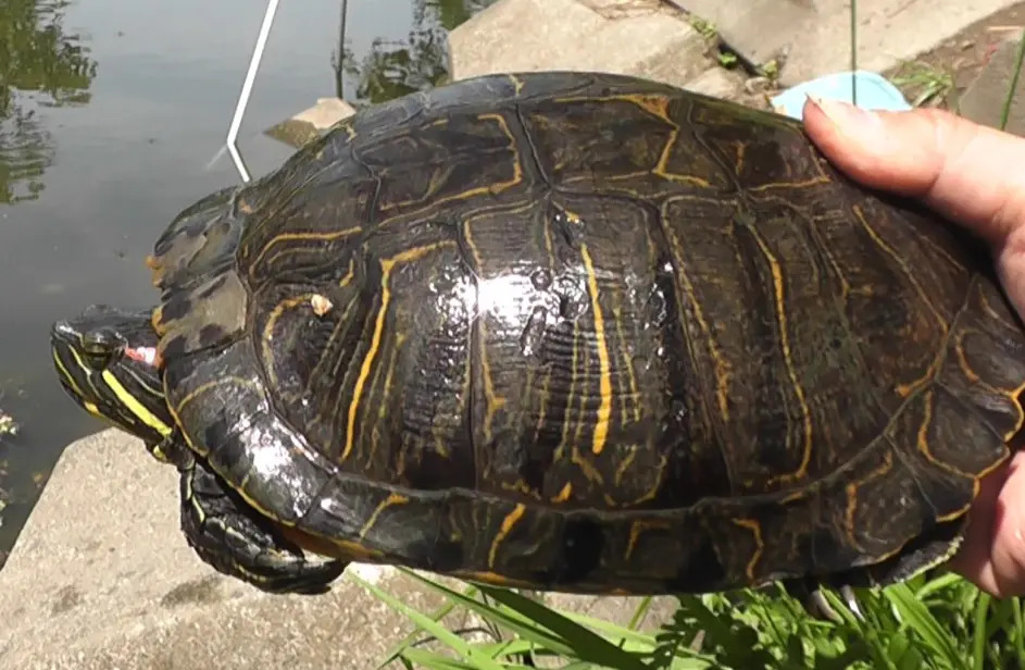 多摩川拝島橋上流のジャリ穴で釣れた外来種のミシシッピアカミミガメ