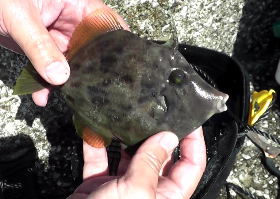 藤沢市湘南海岸の相模湾に突き出た江ノ島(江の島)湘南大堤防で釣れたカワハギ