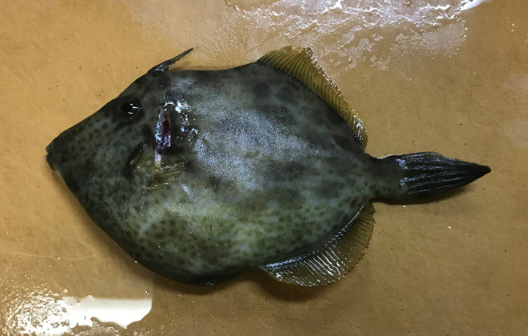 三浦半島三崎漁港では20cmを超えるカワハギも釣れる