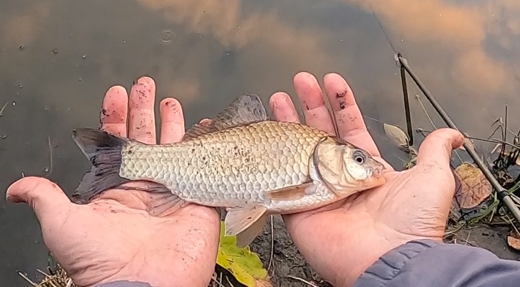 多摩川拝島橋上流のジャリ穴で道具を片付け中に投入していた吸い込み仕掛けにかかったマブナ