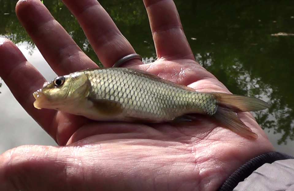 多摩川拝島橋上流のジャリ穴にてヘラブナ仕掛けで釣れた鯉の子供