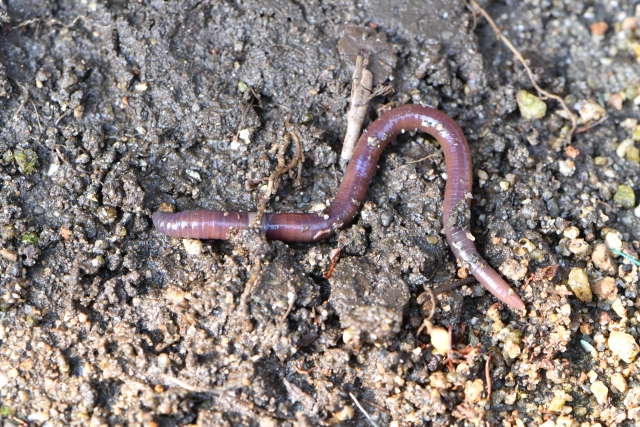 鯉釣りの食わせ餌にはドバミミズなどのミミズ餌を使用した