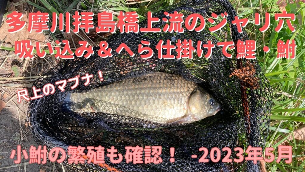 多摩川拝島橋上流のジャリ穴で吸い込み仕掛けの鯉・鮒釣り