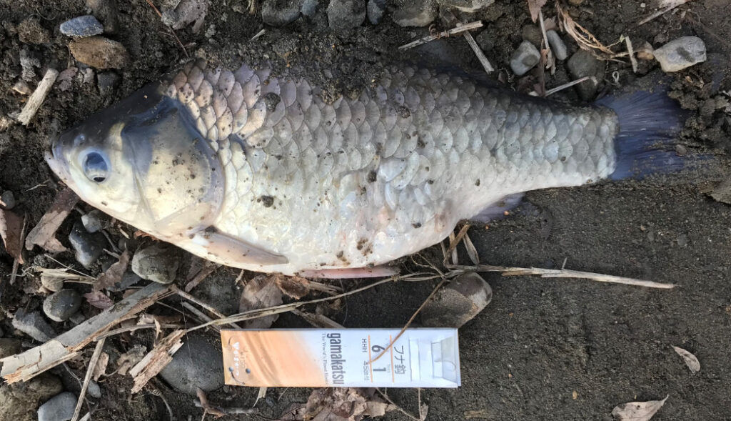 くじら池で釣れた尺越えのヘラブナ
