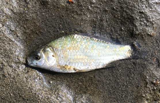 多摩川拝島橋上流のジャリ穴で釣れた5cmくらいの小鮒