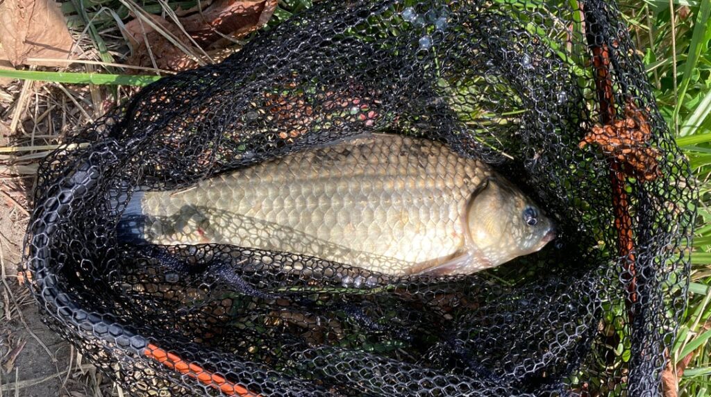 多摩川拝島橋上流のジャリ穴で吸い込み仕掛けに掛かった軽く尺を越えるマブナ