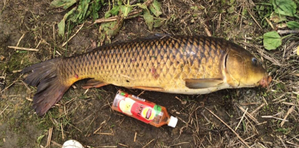 多摩川の八王子市平町付近で釣れた80cm級の鯉