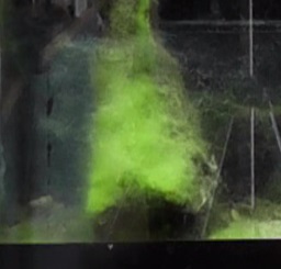 水槽内の流木にたくさんのコケが付着した我が家のタナゴ水槽
