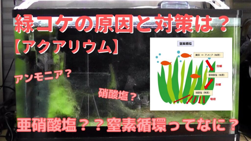アクアリウム-タナゴ水槽に大量発生した緑コケの原因と対策